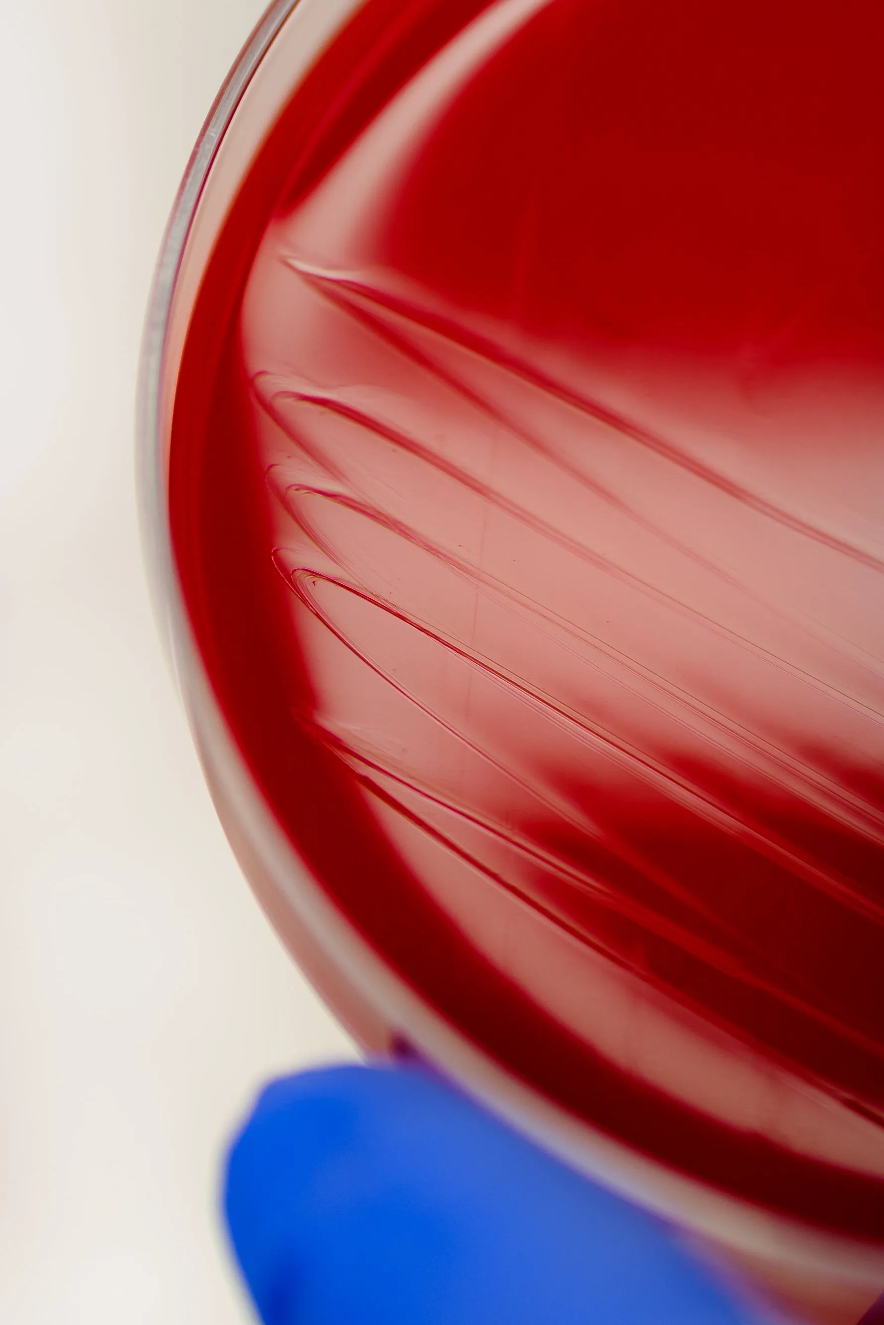 Pathogenia — 062524+Pathogenia-+Nicolas+Abou+Photographe+-+3C9A1039-2